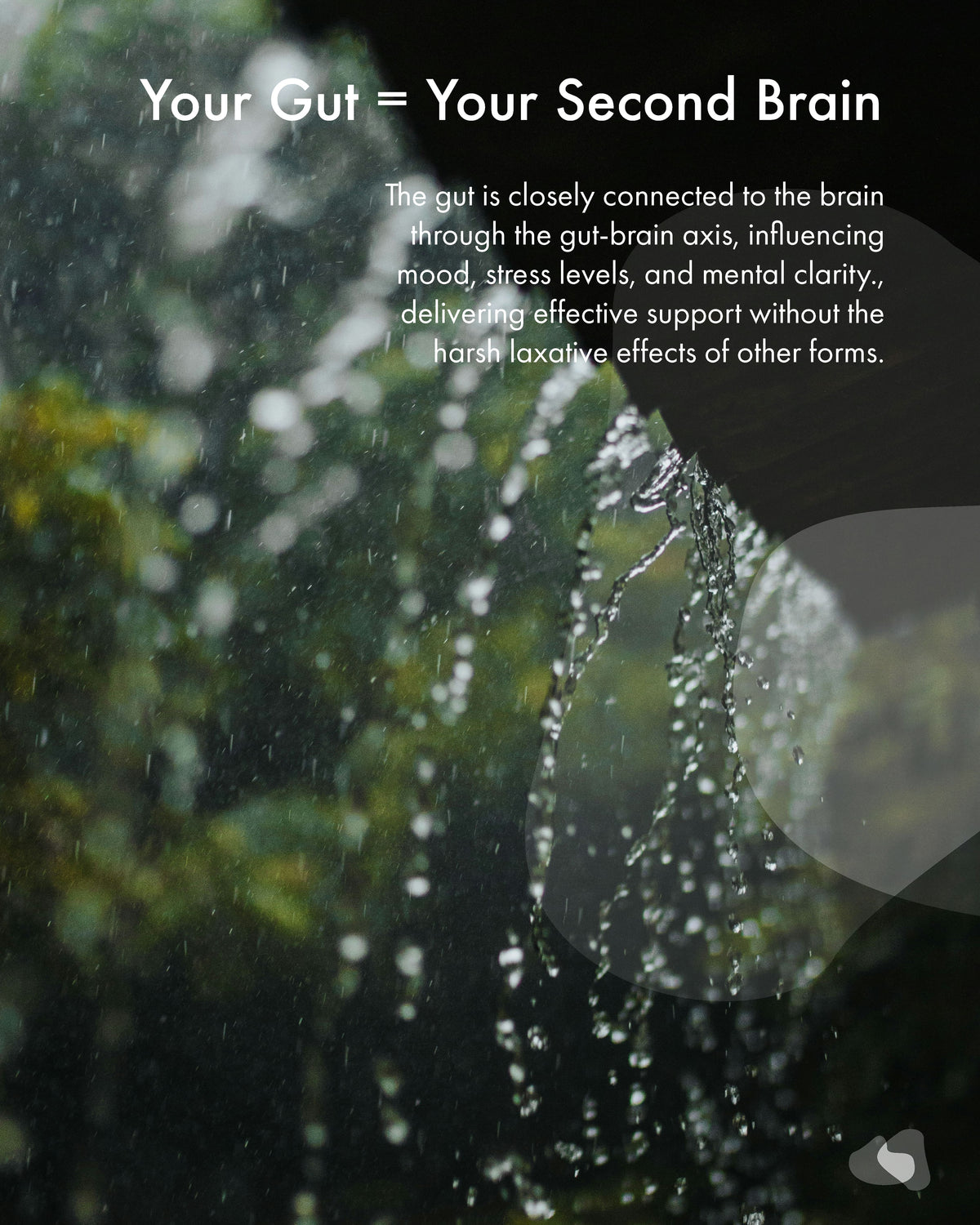 Nature scene with water droplets on leaves and text about gut-brain connection.